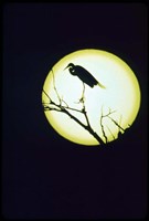 Egret Silhouette Fine Art Print