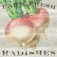 Farm Fresh Radishes Fine Art Print