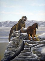 Cougar and Tink Fine Art Print