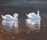 Illustrious Swans Fine Art Print