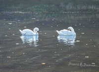 Preening Swans Fine Art Print