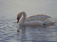 Dribbling Swan Fine Art Print