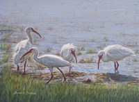 Ibis Excursion Fine Art Print