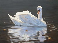 Illuminated Swan Fine Art Print