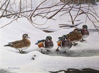 Winter Wood Ducks Fine Art Print
