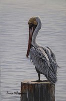 Resting Pelican Fine Art Print
