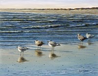 Cape May Herring Gulls Fine Art Print