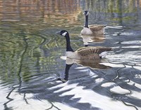 Companions Fine Art Print