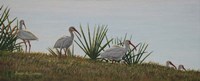 Ibis Outing Fine Art Print