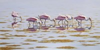 Spoonbills Feeding Fine Art Print