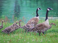 Goose Family Outing Fine Art Print