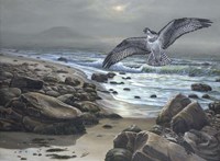 Osprey Fine Art Print
