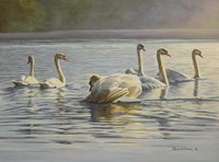 Hanover Swans Six Fine Art Print