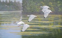 Flight of the Ibis Fine Art Print
