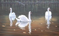 Back Lit Swans Fine Art Print