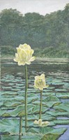 Lily Fine Art Print