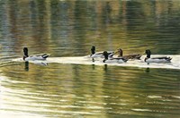 Hanover Mallards Fine Art Print