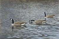 Follow Me Fine Art Print