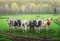 Curious Cows Fine Art Print
