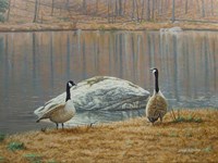 South Carolina Geese Fine Art Print