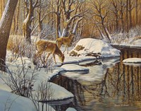 Quinnipiac River White Tails Fine Art Print