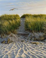 Dune Path Gull Fine Art Print