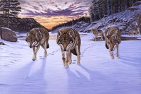 Born To Be Wild Fine Art Print