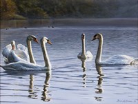 Hanover Swans Five Fine Art Print