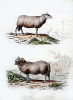 Sheep and Ram Fine Art Print