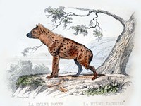 Hyena II Fine Art Print