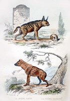 Pair of Hyenas Fine Art Print