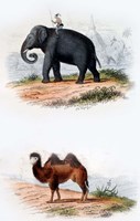 Elephant and Camel Fine Art Print