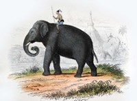 Elephant Fine Art Print