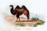 Camel Fine Art Print