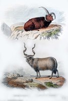 Pair of Rams Fine Art Print