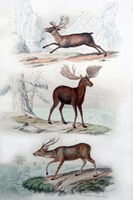 Stag, Elk and Deer Fine Art Print
