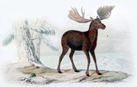 Elk Fine Art Print