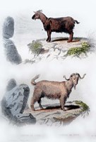 Pair of Goats Fine Art Print