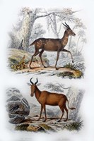 Le Bosbok, Le Bubale Fine Art Print