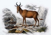 Le Bubale Fine Art Print