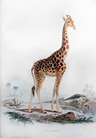 Giraffe Fine Art Print