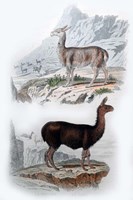 Vicuna and Llama Fine Art Print