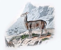 Vicuna Fine Art Print