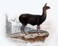 Llama Fine Art Print