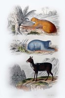 Three Mammals I Fine Art Print