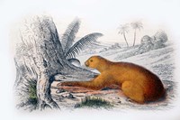 Mammal I Fine Art Print