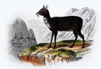 Mammal III Fine Art Print