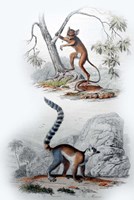 Pair of Monkeys I Fine Art Print