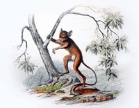 Monkey I Fine Art Print