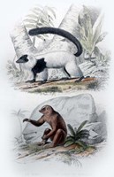 Pair of Mammals Fine Art Print